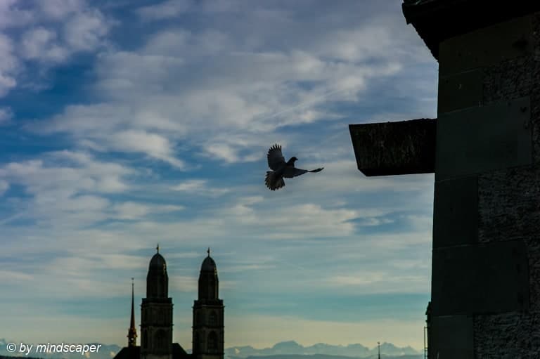 Bird Landing with Grossmünster Zürich - Animal Photography