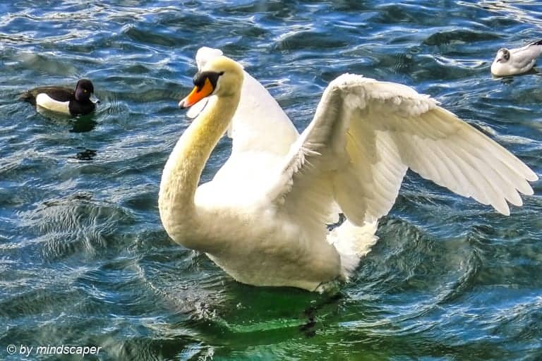 Swan in Zurich - Springtime