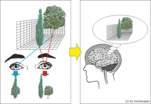 concept stereoscopic viewing by brain