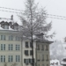 Snowed Tree - Berne in Winter