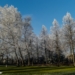 Frosty Trees - Winter Time