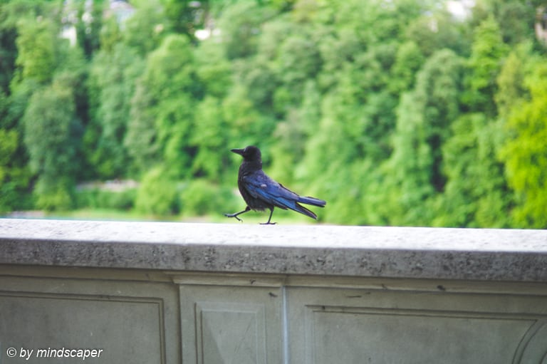 Proud Black Bird - Animals