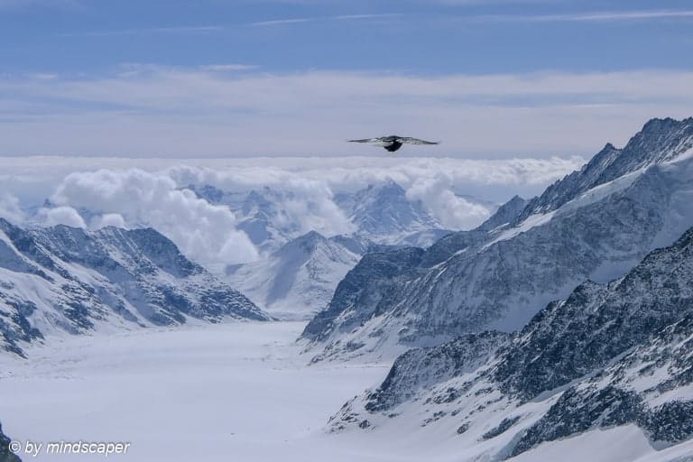 Bird above the clouds - Aletsch Glacier - Swiss Landscapes
