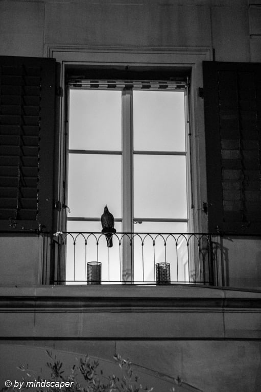 Bird in Front of the Lightened Window - Animal Photography in Black & White