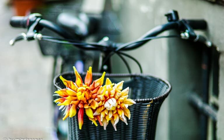 Flowers on the Bicycle - Still Life