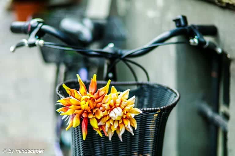 Flowers on the Bicycle - Still Life