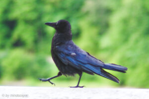 Proud Black Bird - Animals
