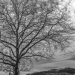 Leafless Winter Tree at Grosse Schanze, with Gurten - Berne in Black & White in HDR