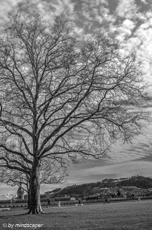 Leafless Winter Tree at Grosse Schanze, with Gurten - Berne in Black & White in HDR