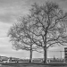 Leafless Winter Tree at Grosse Schanze - Berne in Black & White in HDR