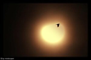 solar eclips with bird 2015