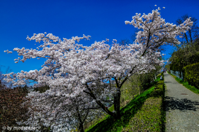 Spring Tree at Rosengarten - Berne in Spring
