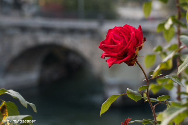 The Rose at the Bridge