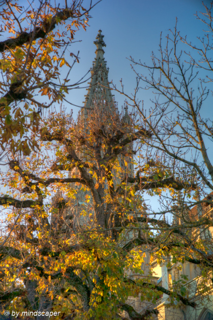 Berne Minster Tower behind Autumn Trees