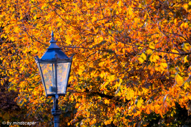 Lantern with Autumn Trees
