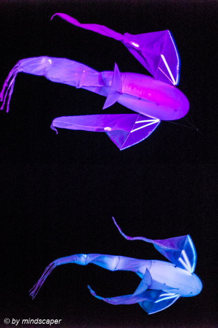 Flying Fishes at Bundeshaus - Museumsnacht Bern 2018