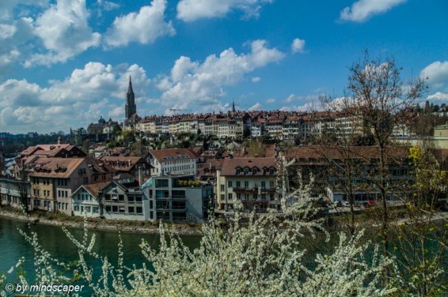 Berne Skyline with Blossoms Tree