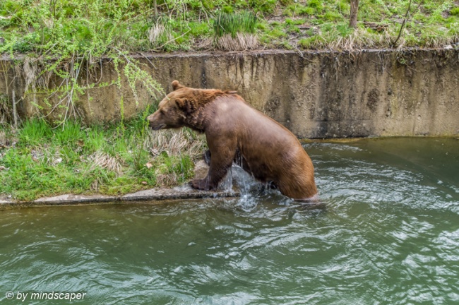 Swimming Bear Outwatering
