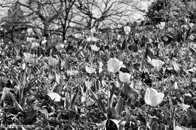Tulips in Black & White - Spring Time